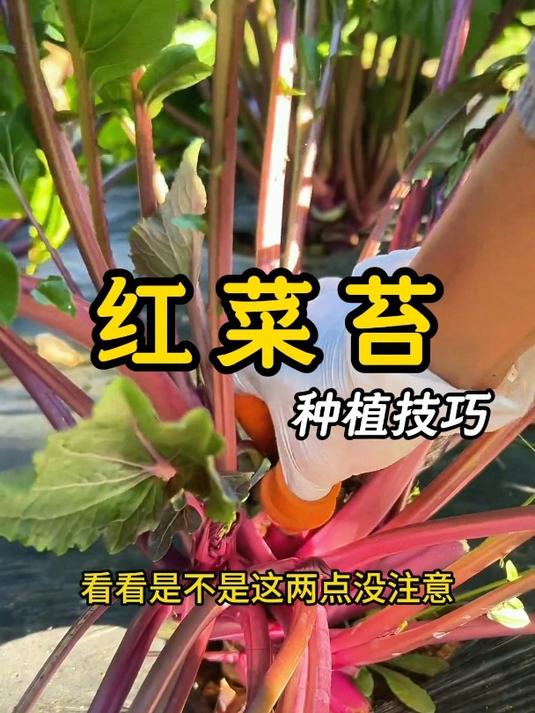 红菜苔种植技巧