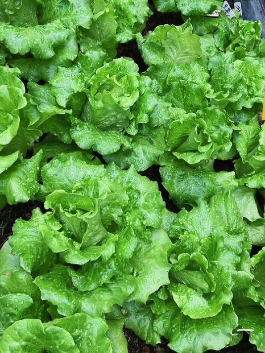 生菜施肥方案你了解多少?