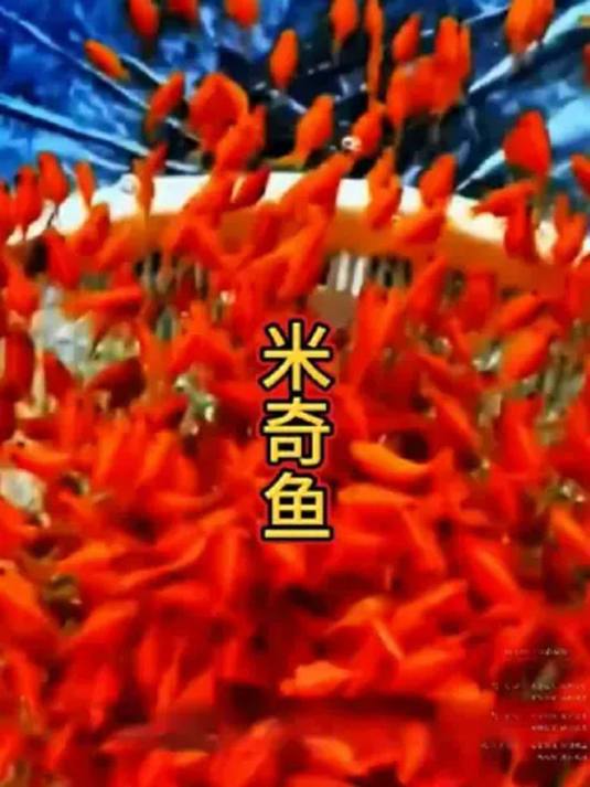 新手养鱼选米奇鱼,好养能生超省心,轻松成卖家