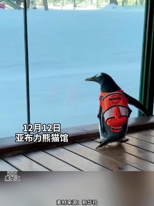 “淘学企鹅”与熊猫“思嘉”重逢 企鹅:吃啥那么香 给我整两口