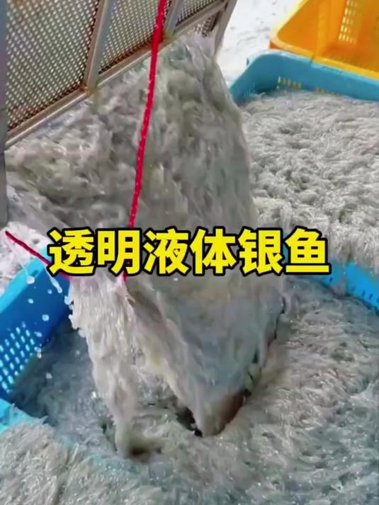 宝妈辅食神器!太湖银鱼高钙DHA,宝宝挑食救星,家庭备餐超好吃
