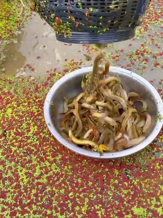 「特大号」多功能捕鱼笼！捕虾抓鱼抓黄鳝泥鳅螃蟹一网搞定