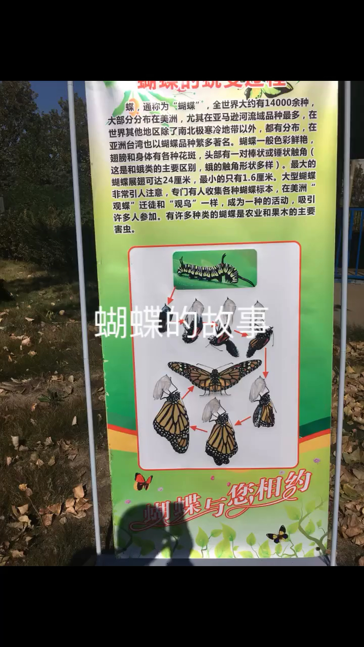 美丽蝴蝶的故事