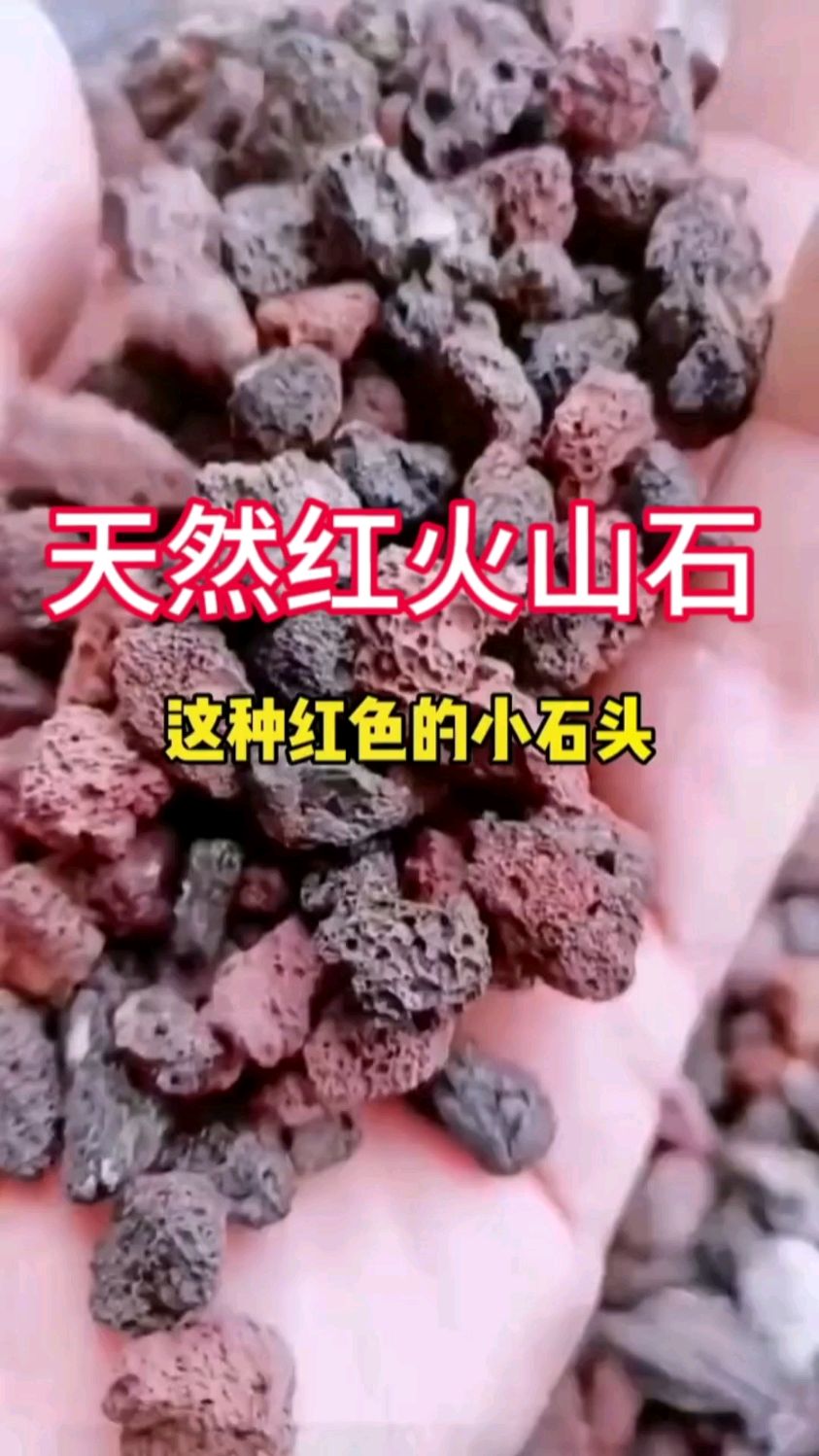 火山石用于植株养护铺面垫底、鱼缸精华水质等等#火山石#家庭园艺#古法养鱼鱼缸造景