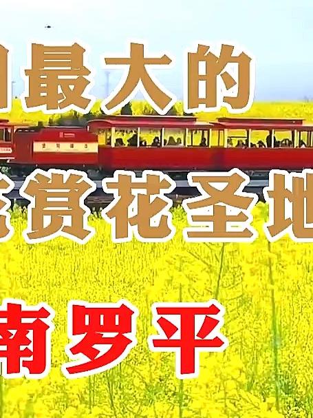 全国最大的油菜花赏花基地，云南罗平油菜花海，春日旅行绝美打卡地#花满春城我代言#