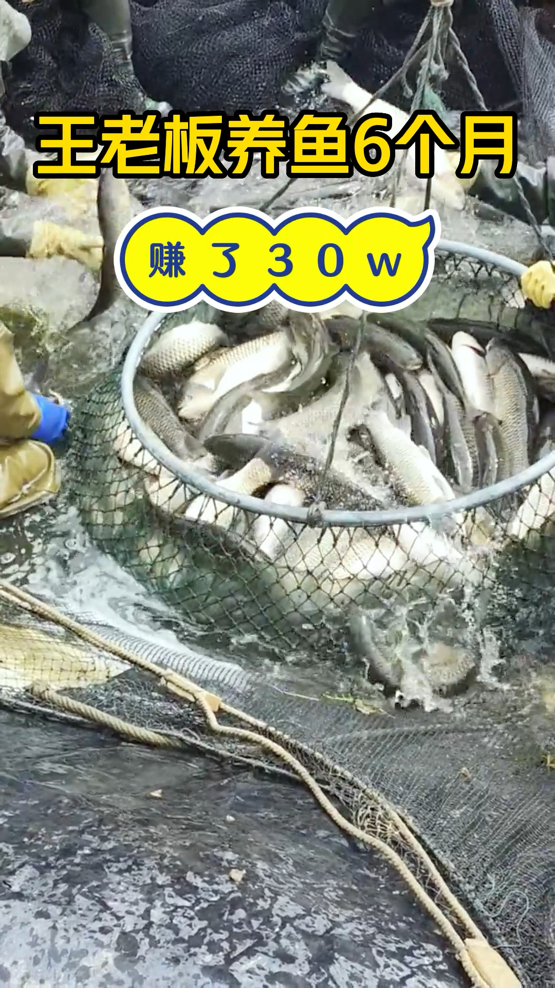 真不是吹牛,王老板去年养鱼连饲料钱都搭进去了,今年用了速补100,六个月就挣到了