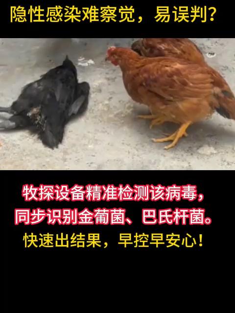 鸡传染性法氏囊病？精准快测有牧探禽病快速检测仪！