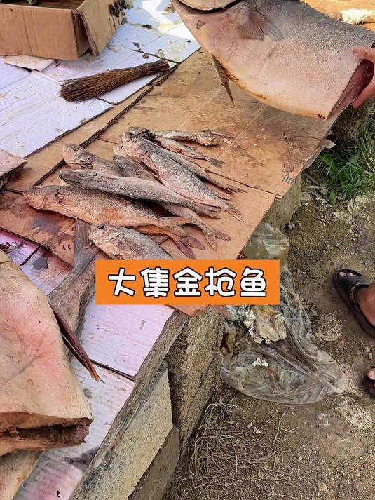 大集金枪鱼
