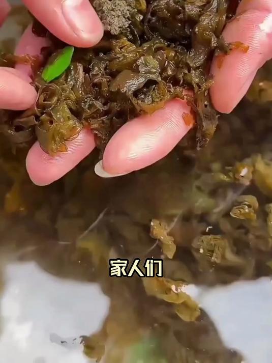 揭秘地皮菜的食用禁忌!