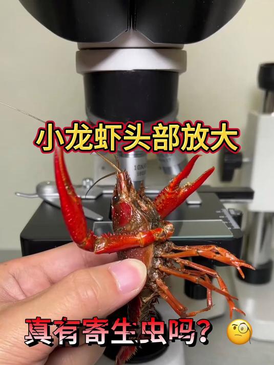 显微镜下的小龙虾 你吃过龙虾头部吗?