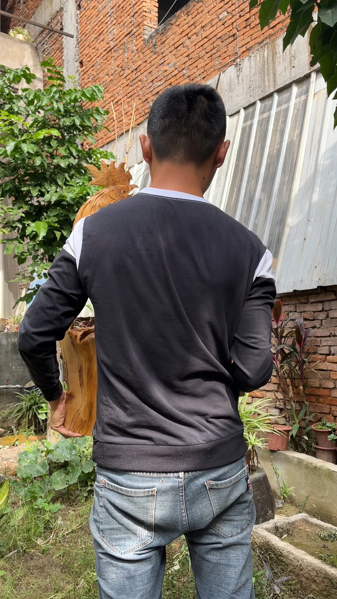 美丽的大公鸡