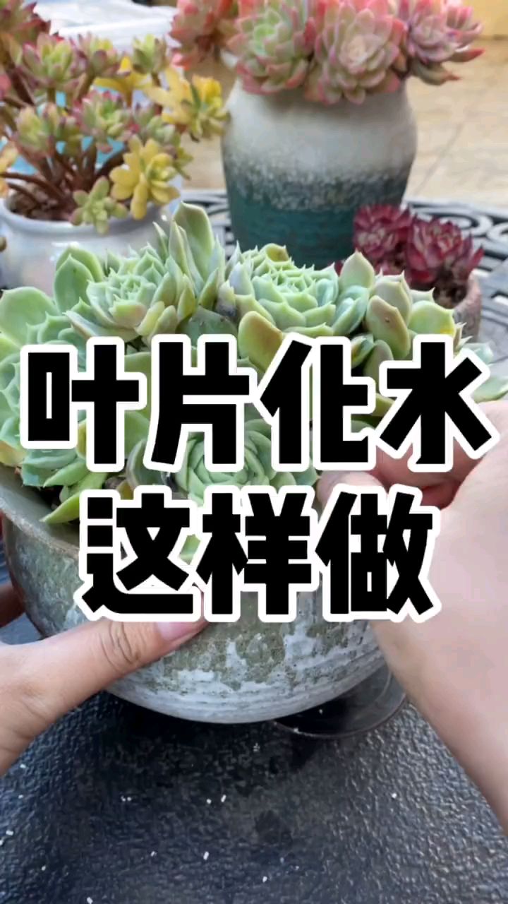 多肉化水怎么办