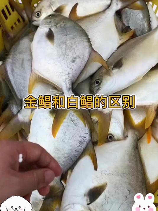 海捕直供!当天鲜冻鲳鱼,锁住大海的原汁原味
