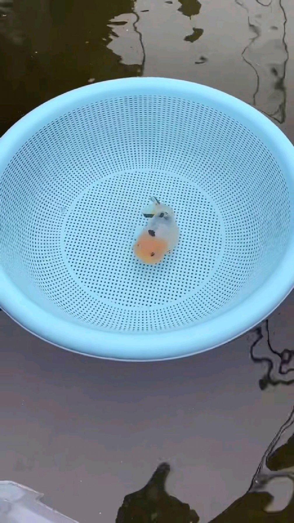 娃娃脸水墨兰寿
