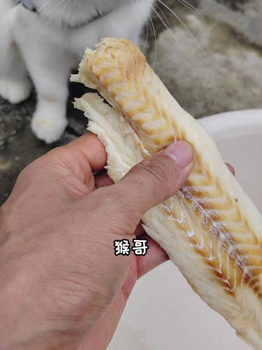 我家小猫咪吃了整整一条大鳕鱼