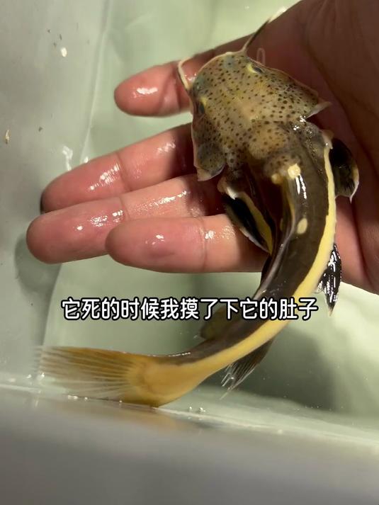 说招财猫好养是谣言,我的猛鱼缸多灾多难真难招