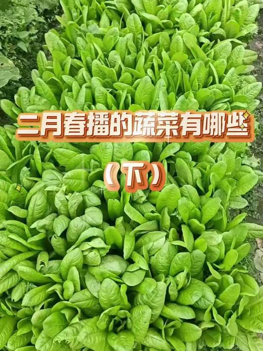 二月春播的蔬菜有哪些?#三农#