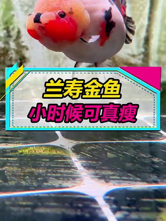 孵化50天！看兰寿金鱼从苗条纤细到胖嘟嘟的惊人变化！