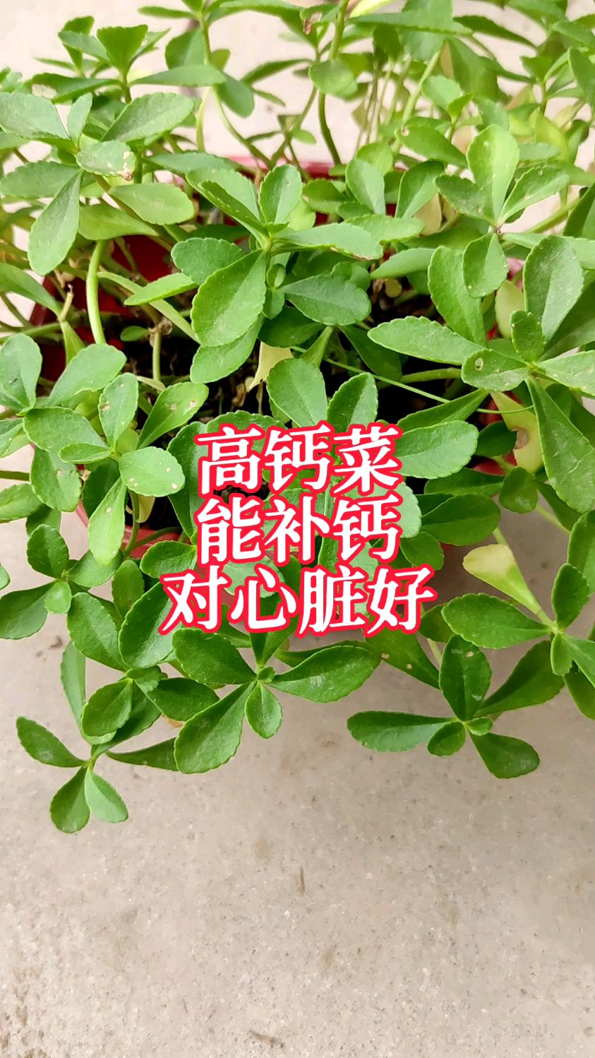 救心菜,对心脏,还能补钙,特别适合中老人,种苗如何种植?1分钟就能学
