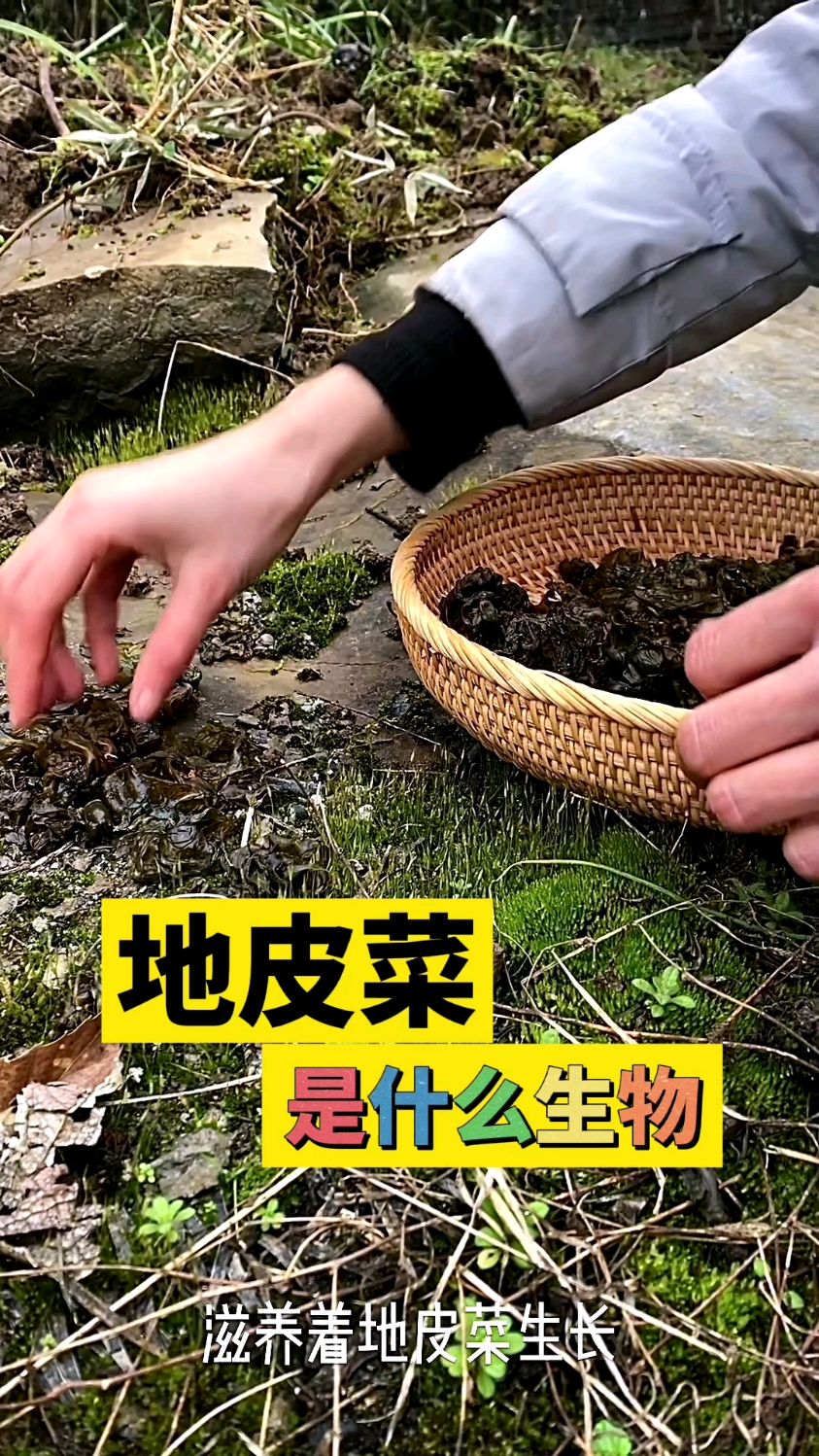 地皮菜、地软是什么生物