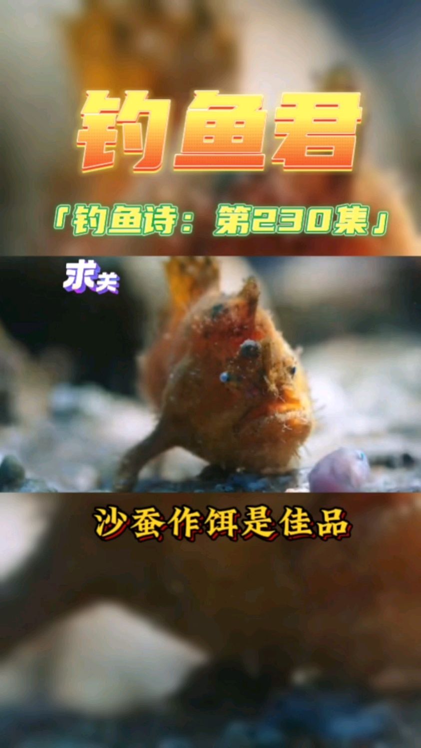 钓鱼君之钓鱼口诀:第230(钓毛躄鱼)鱼类百科 各位钓过此鱼吗?