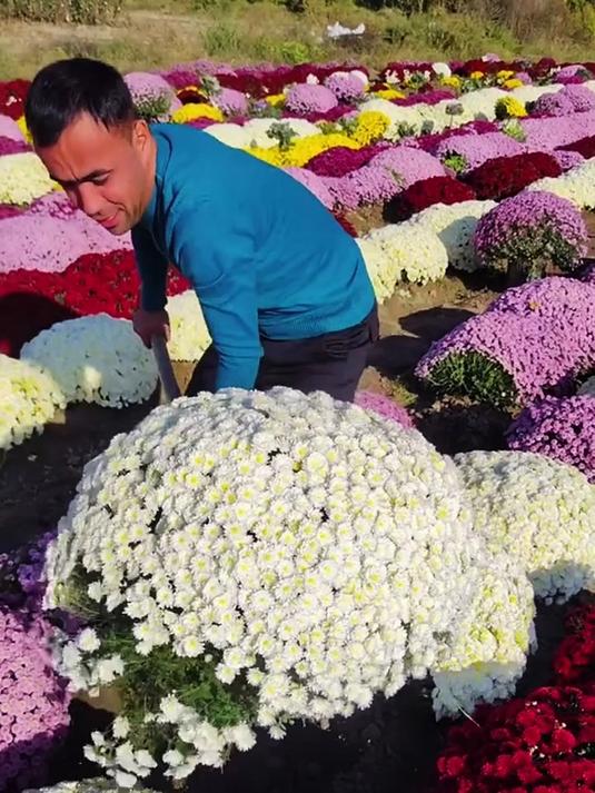 这么好看的菊花,你们本地有吗?