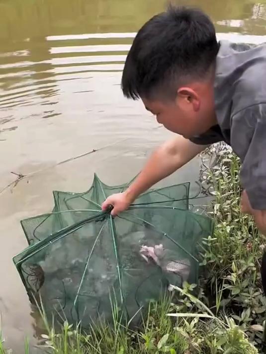 非常好用的一款自动折叠捕鱼网，放上鱼饵他就会自动往里钻，非常好用实用#钓鱼##渔网##好物