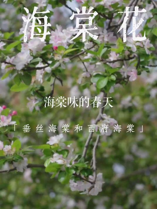 区分西府海棠和垂丝海棠