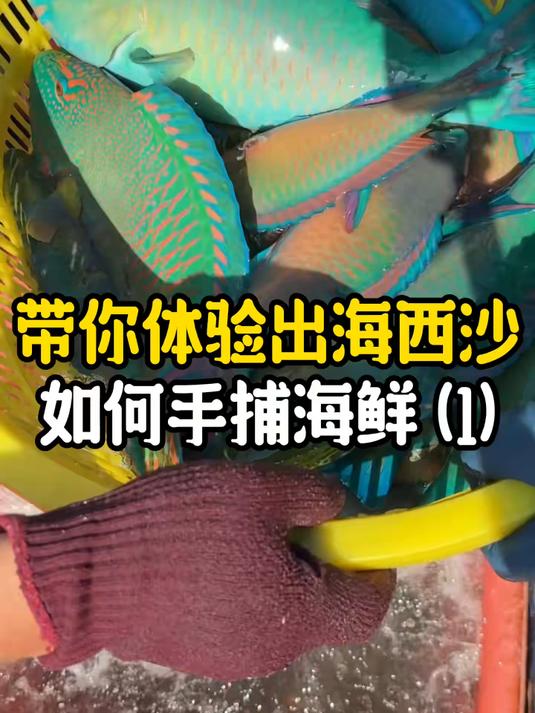 西沙群岛的鱼真的是潜水手抓回来的