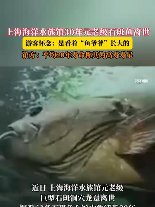 上海海洋水族馆30年元老级石斑鱼离世，游客：是看着鱼爷爷长大的