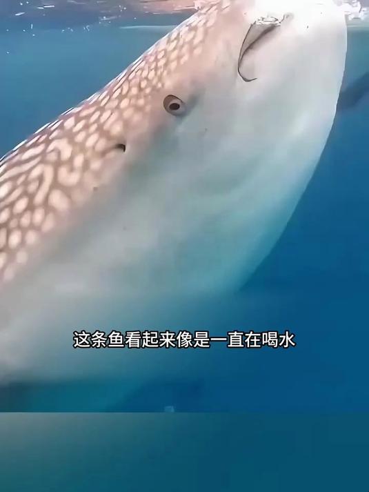 原来鱼不是口渴在喝水，海洋冷知识