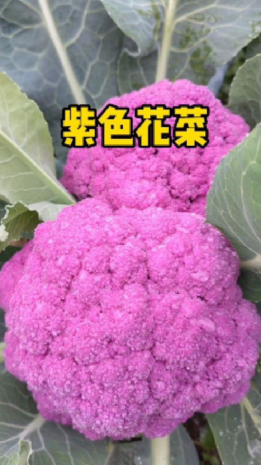现在正是种植花菜的季节,推荐大家这款紫花菜,营养丰富