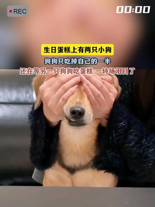 生日蛋糕上有两只小狗,狗狗只吃掉自己的一半