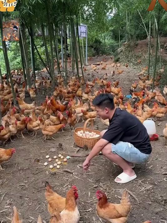 林间散养土鸡蛋！蛋黄金黄口感嫩，每天新鲜现捡