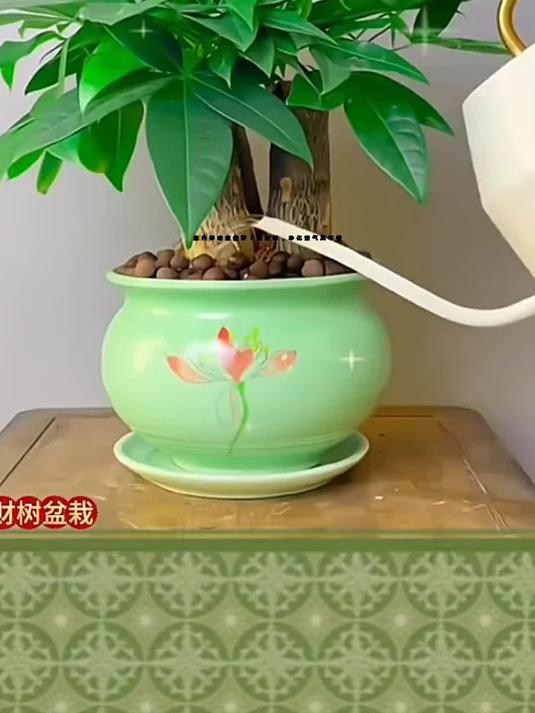 室内养啥盆栽好?发财树,净化空气真不错!