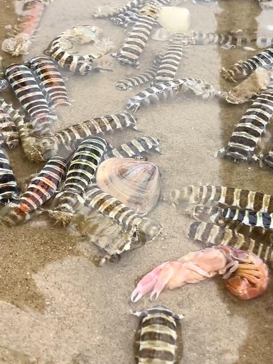 带你去赶海，赶常见的海鲜种类皮皮虾 