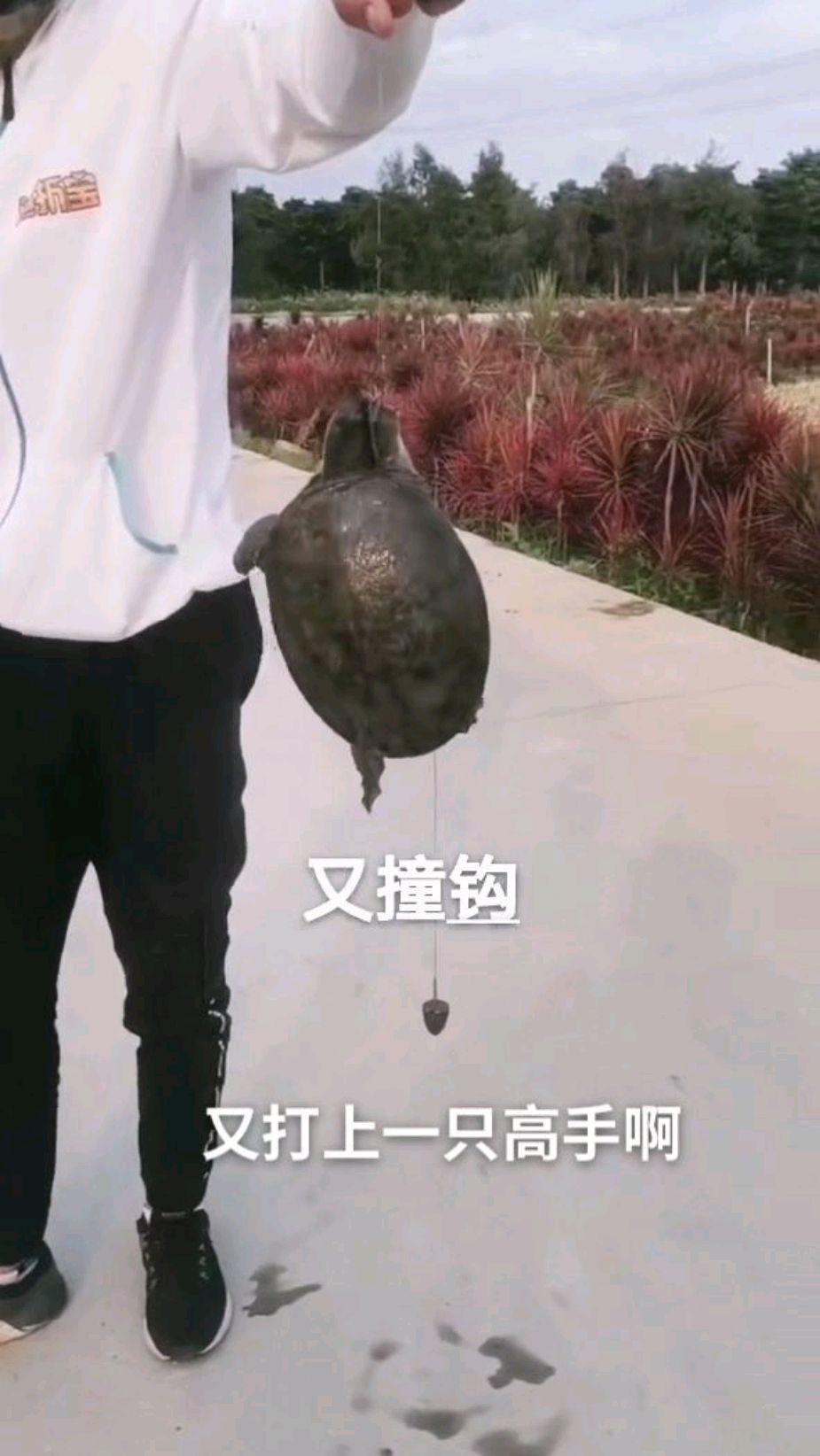 打甲鱼师傅用甲鱼枪在野河打上几只野生甲鱼太厉害了吧