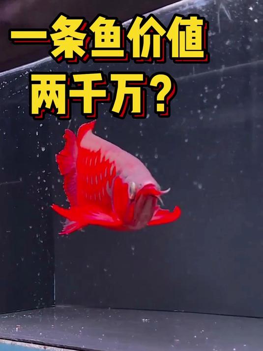 天价观赏鱼