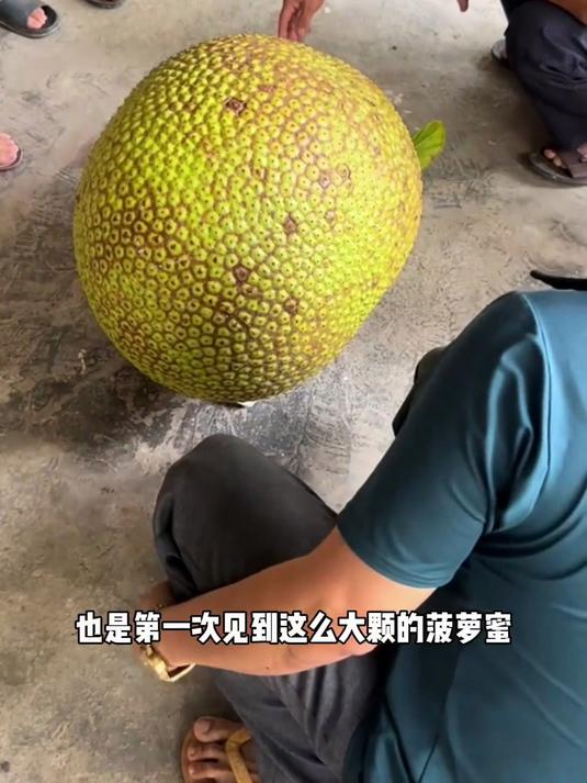 只有南方人才知道的水果,55公斤一颗,男子差点抱不动