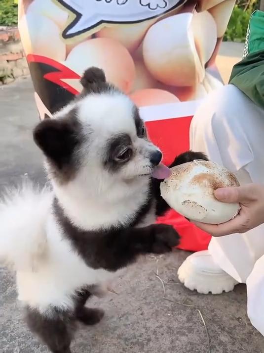 茅台：这么大的旺仔小馒头你吃过吗？