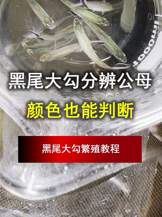 黑尾大勾分辨公母,不只从大小,从颜色也能判断。大勾繁殖教程