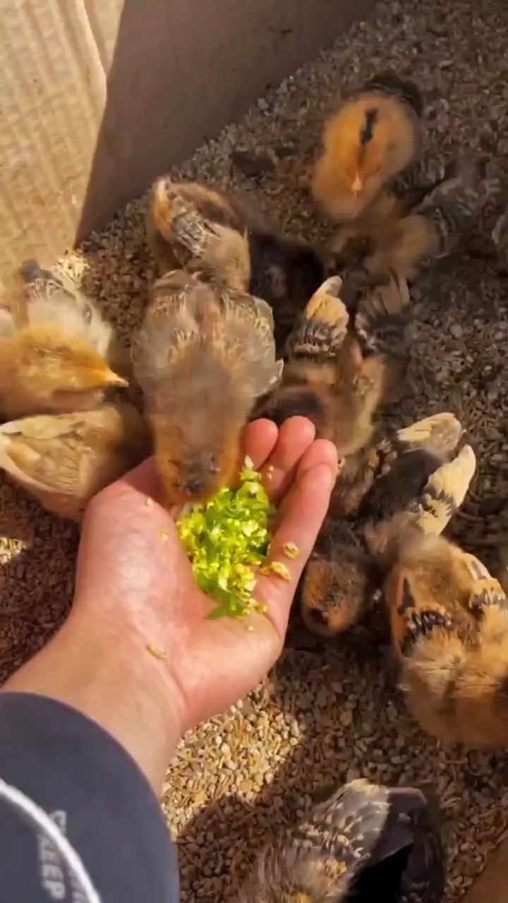 鸡吃什么长得快,赶快记下来