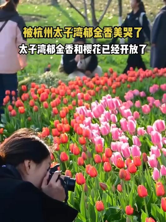 被杭州太子湾郁金香美哭了,郁金香和樱花已经开放了 旅游推荐