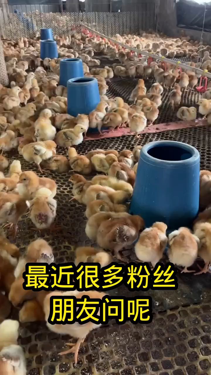 小鸡跛脚瘫痪走路打晃,一招搞定