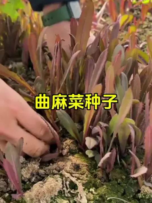 春天必吃野生曲麻菜!药食两用,撒籽就长,小黄车有种子