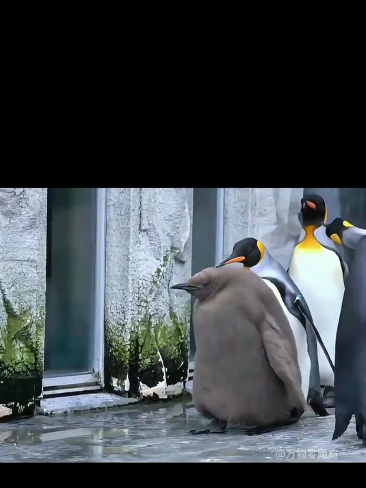 渴望自由的帝企鹅宝宝！1