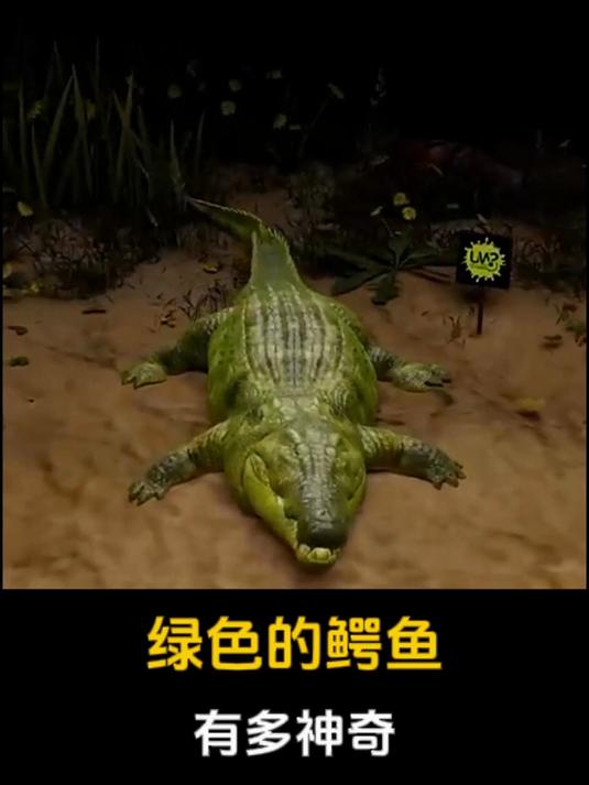 绿色的鳄鱼有多神奇?
