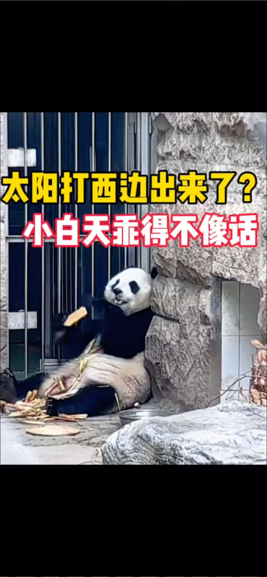 今天太阳是打西边出来了吗?小白天吃窝窝头乖得不像话