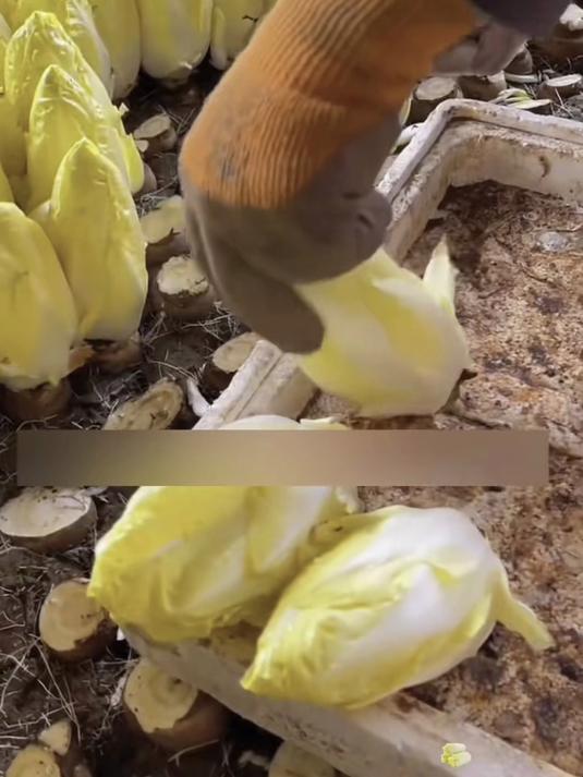 这种菜种完不用管,金玉兰耐旱耐贫瘠,越懒长得越好!