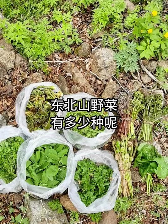 东北山野菜还有什么？